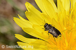 Schweizer Prachtkäfer (Anthaxia helvetica) auf Gewöhnlicher Löwenzahn (Taraxacum officinale) (C330340) Schweizer Prachtkäfer (Anthaxia helvetica) auf Gewöhnlicher Löwenzahn (Taraxacum officinale) (C330340)