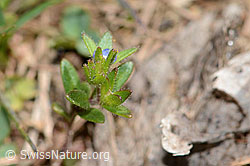 Veronica arvensis (C330378)