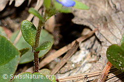 Veronica arvensis (C330380)
