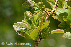 Rhogogaster viridis on Berberis vulgaris (C330402) Rhogogaster viridis on Berberis vulgaris (C330402)