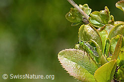 Rhogogaster viridis on Berberis vulgaris (C330405) Rhogogaster viridis on Berberis vulgaris (C330405)