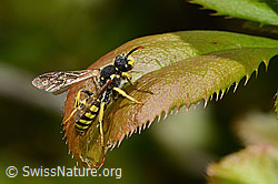 Foto: Feld-Wespenbiene (Nomada goodeniana)