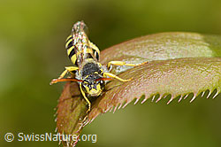 Foto: Feld-Wespenbiene (Nomada goodeniana)