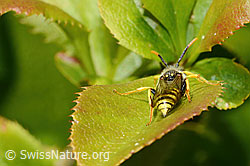 Foto: Feld-Wespenbiene (Nomada goodeniana)