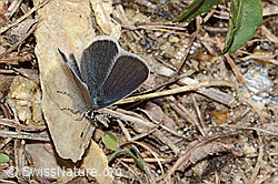 Zwerg-Bläuling (Cupido minimus) (C330435) Zwerg-Bläuling (Cupido minimus) (C330435)