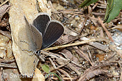 Zwerg-Bläuling (Cupido minimus) (C330436) Zwerg-Bläuling (Cupido minimus) (C330436)