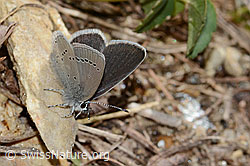 Zwerg-Bläuling (Cupido minimus) (C330438) Zwerg-Bläuling (Cupido minimus) (C330438)