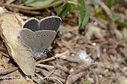 Zwerg-Bläuling (Cupido minimus) (C330439) Zwerg-Bläuling (Cupido minimus) (C330439)