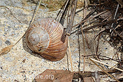 Weinbergschnecke (Helix pomatia) (C330440) Weinbergschnecke (Helix pomatia) (C330440)