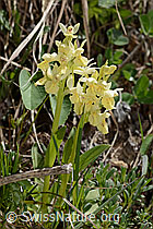 Holunder-Knabenkraut (Dactylorhiza sambucina) (16.05.2025, C330441)