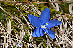 Frühlings-Enzian (Gentiana verna) (16.05.2025, C330445)