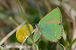 Brombeer-Zipfelfalter (Callophrys rubi) auf Kriechendem Täschelkraut (Thlaspi rotundifolium)