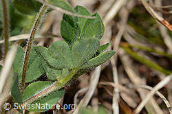 Lotus alpinus (C330469)