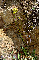 Gemeines Brillenschötchen (Biscutella laevigata) (C330477)