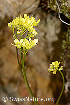 Gemeines Brillenschötchen (Biscutella laevigata) (C330500)