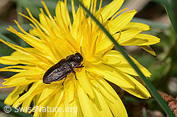 Schweizer Prachtkäfer (Anthaxia helvetica) auf Gewöhnlichem Löwenzahn (Taraxacum officinale) (C330509) Schweizer Prachtkäfer (Anthaxia helvetica) auf Gewöhnlichem Löwenzahn (Taraxacum officinale) (C330509)