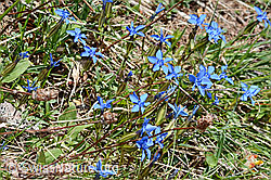 Gentiana verna (C330522) Gentiana verna (C330522)