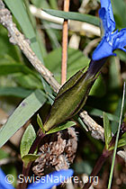 Gentiana verna (C330526) Gentiana verna (C330526)