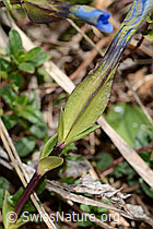 Gentiana verna (C330533) Gentiana verna (C330533)