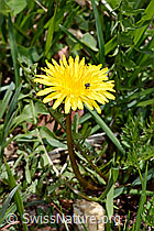 Gewöhnlicher Löwenzahn (Taraxacum officinale) (16.05.2025, C330535)