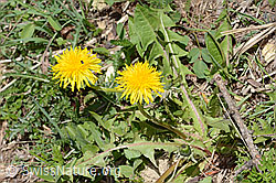 Taraxacum officinale (C330565)