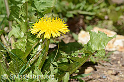 Taraxacum officinale (C330566)