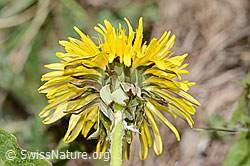 Taraxacum officinale (C330570)