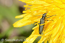 Oedemera virescens on Taraxacum officinale (C330573)