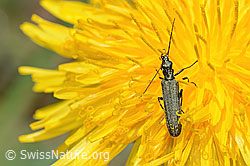 Oedemera virescens on Taraxacum officinale (C330580)