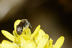 Dunkelgrüne Schmalbiene (Lasioglossum morio) auf Gemeines Brillenschötchen (Biscutella laevigata) (C330590)