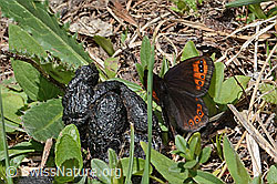 Foto: Alpenmohrenfalter (Erebia triarius)