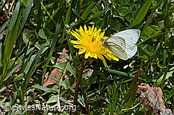 Pieris bryoniae on Taraxacum officinale (C330606)