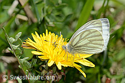Pieris bryoniae on Taraxacum officinale (C330610)