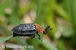Rothalsige Silphe (Oiceoptoma thoracicum) (C330612)