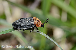 Rothalsige Silphe (Oiceoptoma thoracicum) (C330614)