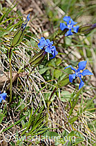 Gentiana verna (16.05.2025, C330618)