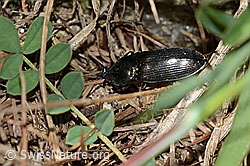Glanzschnellkäfer (Selatosomus aeneus) (C330628) Glanzschnellkäfer (Selatosomus aeneus) (C330628)