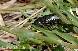 Glanzschnellkäfer (Selatosomus aeneus) (C330632) Glanzschnellkäfer (Selatosomus aeneus) (C330632)