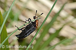 Rothalsige Silphe (Oiceoptoma thoracicum) (C330638)