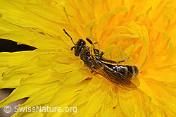 Gewöhnliche Schmalbiene (Lasioglossum calceatum) auf Sumpf-Kratzdistel (Cirsium palustre)