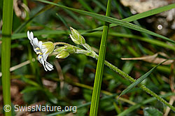 Cerastium fontanum ssp. vulgare (C330660)