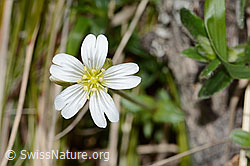 Gewöhnliches Hornkraut (Cerastium fontanum ssp. vulgare) (16.05.2025, C330661)