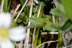 Cerastium fontanum ssp. vulgare (C330662)