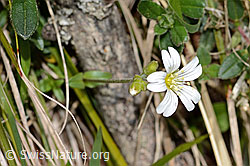 Gewöhnliches Hornkraut (Cerastium fontanum ssp. vulgare) (16.05.2025, C330664)
