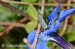Oedemera virescens on Gentiana verna (C330669)