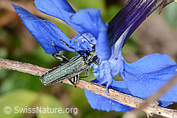 Oedemera virescens on Gentiana verna (C330670)