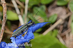Graugrüner Schenkelkäfer (Oedemera virescens) auf Frühlings-Enzian (Gentiana verna) (16.05.2025, C330672)