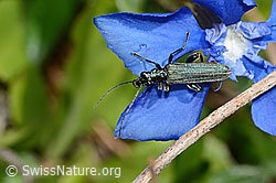 Frühlings-Enzian (Gentiana verna)