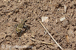 Cicindela sylvicola (16.05.2025, C330700)