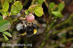 Hellgelbe Erdhummel (Bombus lucorum) an Besenheide (Calluna vulgaris)
